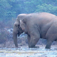 जङ्गली च्याउ खाँदा एक जनाको मृत्यु