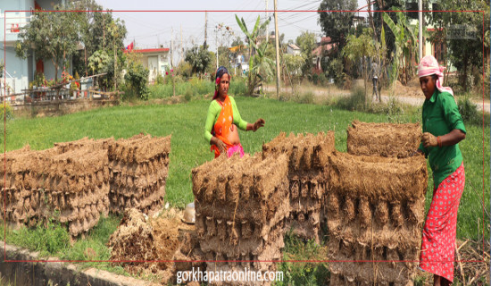 जङ्गली च्याउ खाँदा एक जनाको मृत्यु