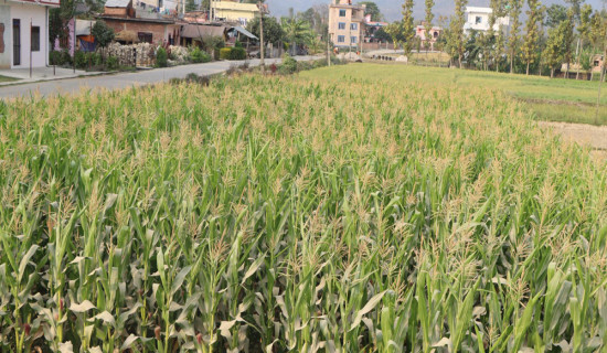 चिया अवलोकनका लागि चिनियाँ टोली नेपालमा