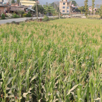 ट्याक्टर दुर्घटनामा सहचालकको मृत्यु