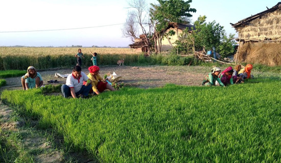 तस्बिरमा 'स्ववियु निर्वाचन'