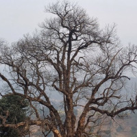 वर्गीकरण नगरी कित्ताकाट गरिएको जग्गा धितो राखेर अब ऋण नपाइने