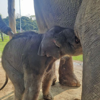 पद्मनाभसँग कालीगण्डकीको साइनो