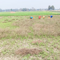 केबलकार निर्माण क्षेत्रका बाँकी रूख कटान