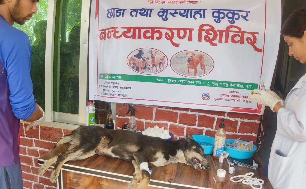 दुईसय भुस्याहा कुकुरको बन्ध्याकरण