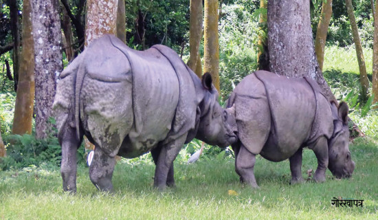 रतिरागमा मर्छन् धेरै गैँडा