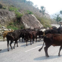 अध्यादेश प्रतिस्थापन विधेयक सदनमा टेबुल