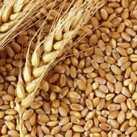 लोकप्रिय बन्दै केराका परिकार रौतहटमा तीन वटा ‘बनाना रिसोर्ट’