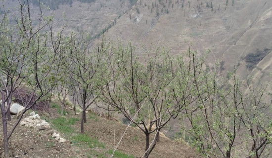 असिनाले स्याउमा लाखौँको क्षति