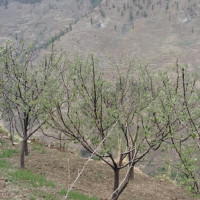प्रधानमन्त्री ओलीसमक्ष मन्त्रालयका सचिवहरुद्वारा ब्रिफिङ