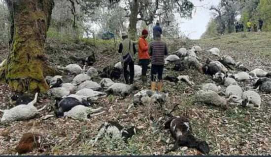 सात महिनादेखि तलबविहीन चिकित्सक