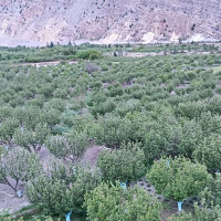 आगलागीमा १६ बाख्रा र ५० कुखुरा जलेर नष्ट