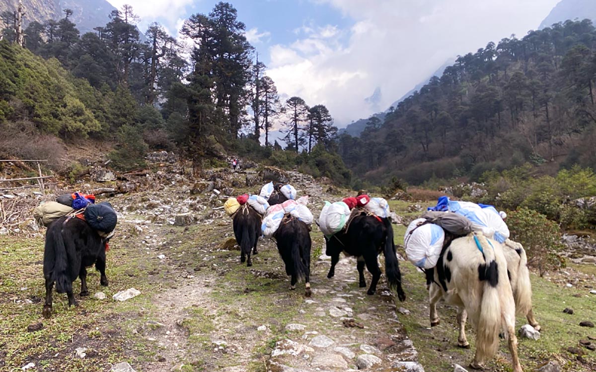 हिमाली क्षेत्रमा सामान ढुवानी गर्दै फम्जो (फोटो फिचर)