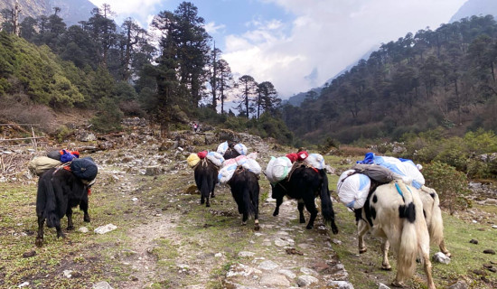 हिमाली क्षेत्रमा सामान ढुवानी गर्दै फम्जो (फोटो फिचर)
