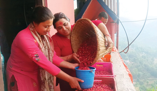 लाखौँको काफल बिक्री गर्छन् किसान
