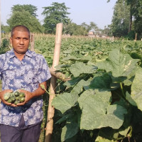 आधा रोपनीमा लगाइएको पिँडालुबाट डेढ लाख कमाइ