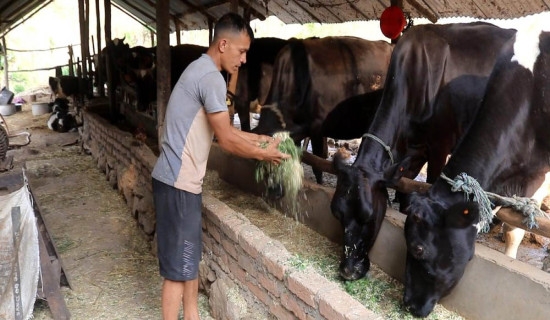 गाईपालन व्यवसायबाट मासिक एकलाख आम्दानी