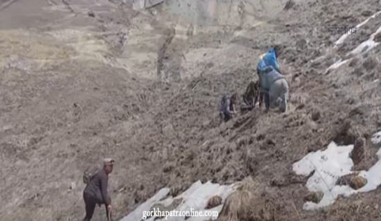 मुस्ताङका उच्चलेकमा यार्सागुम्बा सङ्कलन सुरू