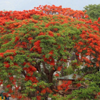रुकुमकोटमा किरियापुत्रीद्वारा मतदान