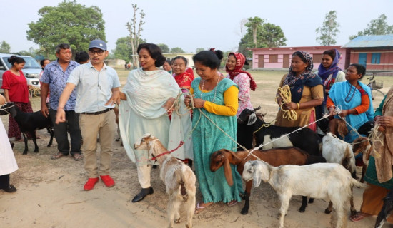 कैलालीमा विपन्न परिवारलाई बाख्रा वितरण