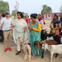 बाजुरामा पाण्डेको अग्रता कायमै, १२६९ मतले अगाडि