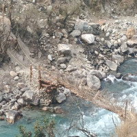 ढकमक्क फूलेको गुलमोहर