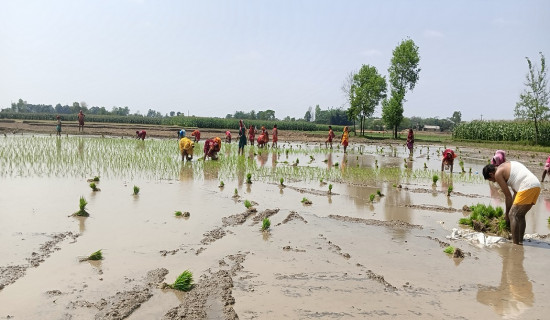 चैते धान उत्पादन क्षेत्रमा वृद्धि