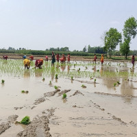 ३० किलो गाजासहित महिला पक्राउ