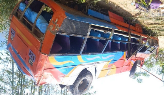 किवी  जिल्लाबाहिर निर्यात हुँदा किसान खुसी
