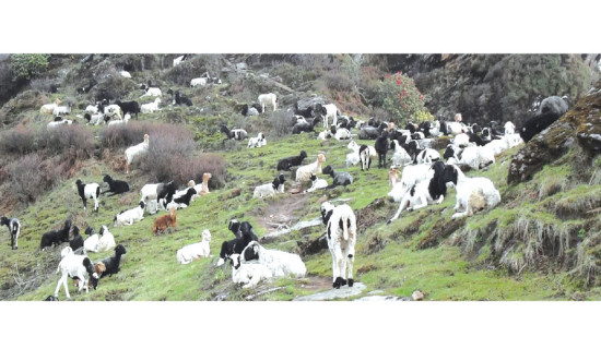 क्षति निम्त्याइरहेको खण्डहर भवन
