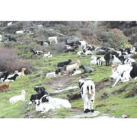 सुरौदी जलाधारमा कटान नियन्त्रण नहुँदा बगर