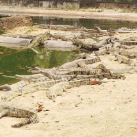 प्रधानमन्त्री ओलीबाट गरिएका अपेक्षा