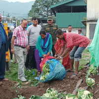 बङ्गलाचुलीमा व्यावसायिक सुन्तला खेती