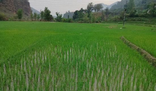 किसानलाई मल पहिलो प्राथमिकता : नवनियुक्त कृषिमन्त्री  यादव