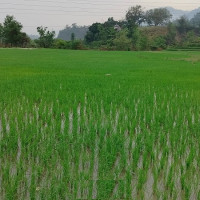 सहुलियत ऋणको प्रतिबद्धता