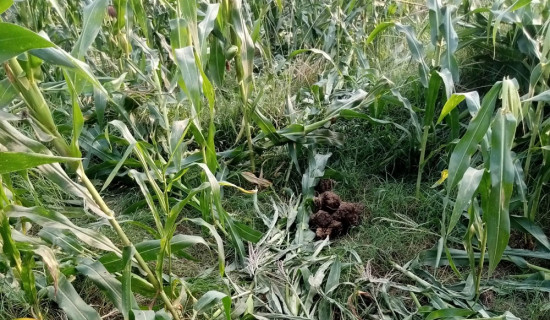 हात्तीबाट मकै जोगाउन नै मुश्किल