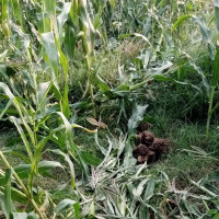 माइक्रोबसको ठक्करले बालकको मृत्यु
