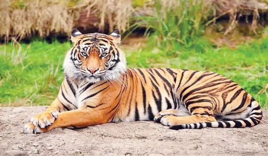 चार वटा सटर फोडी चोरी गर्ने व्यक्ति पक्राउ