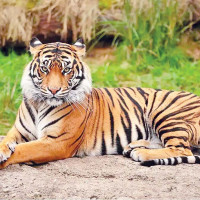 गाउँ गाउँमा पुगेर उपचार गर्दै विदेशी चिकित्सक मार्ता