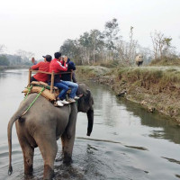 दूध र चीजका लागि सानन बाख्रा