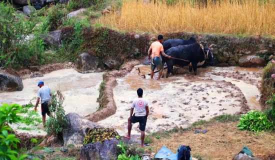 हलगोरु पाल्ने एक सय अठहत्तर किसानले पाए पोषणभत्ता
