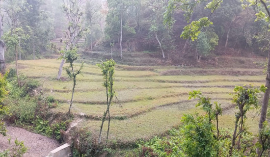 दार्चुलामा बस दुर्घटना: १४ जना घाइते