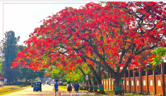 ढकमक्क फुलेको गुलमोहर