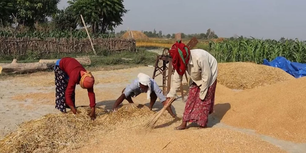 बर्दियामा गहुँ उत्पादनमा वृद्धि