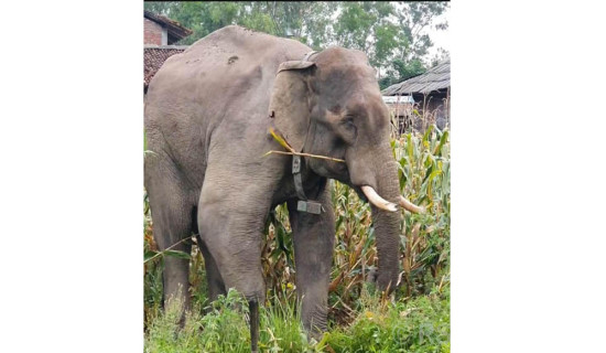 वार्षिकोत्सव सम्पन्न