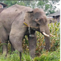 महोत्तरी ३ मा लोसपाका अध्यक्ष ठाकुर विजयी