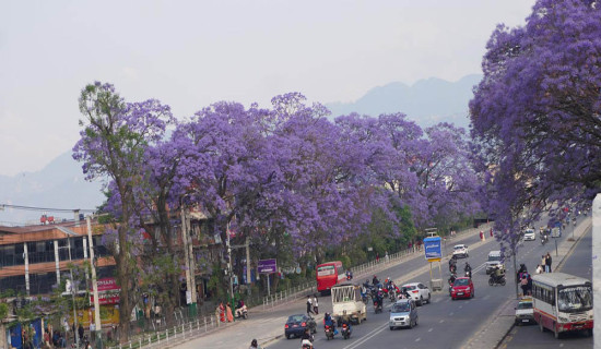 जाकाराण्डा फूलको संरक्षण गर्दै महानगर