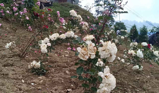 धनकुटामा गुलाफ प्रवर्द्धन कार्यक्रम