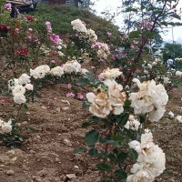 रेसुङ्गाबाट हप्तामा तीन दिन उडान हुने