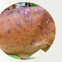 नेपाली भूमिबाट   विस्तारित बुद्धको आलोक